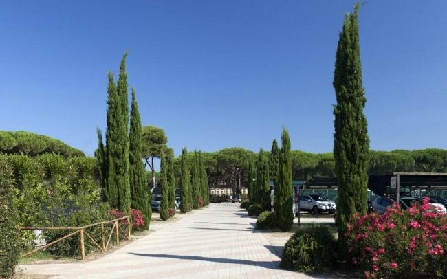 Viale alberato con cipressi e piante fiorite, cielo sereno.
