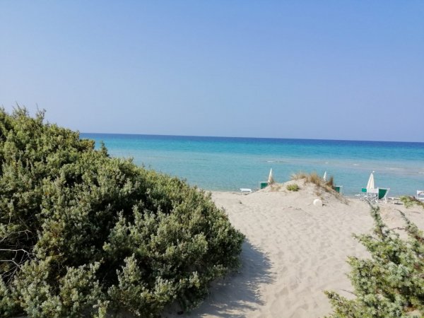 Spiaggia sabbiosa con cespugli e mare blu sullo sfondo.