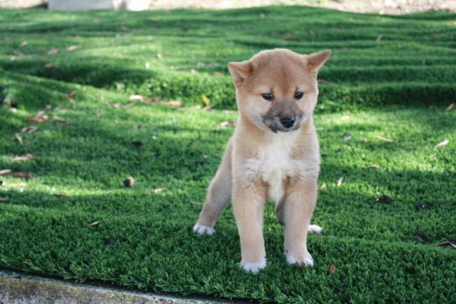 Cucciolo marrone su prato verde.